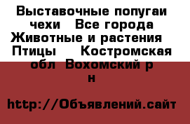 Выставочные попугаи чехи - Все города Животные и растения » Птицы   . Костромская обл.,Вохомский р-н